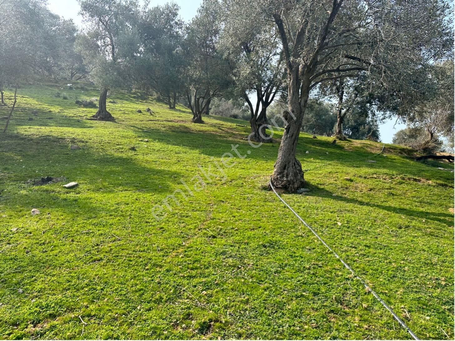 Kaya Termal Otel Yanı, Deniz Man. 4.507 M2 Yatırımlık Zeytinlik - Görsel 26