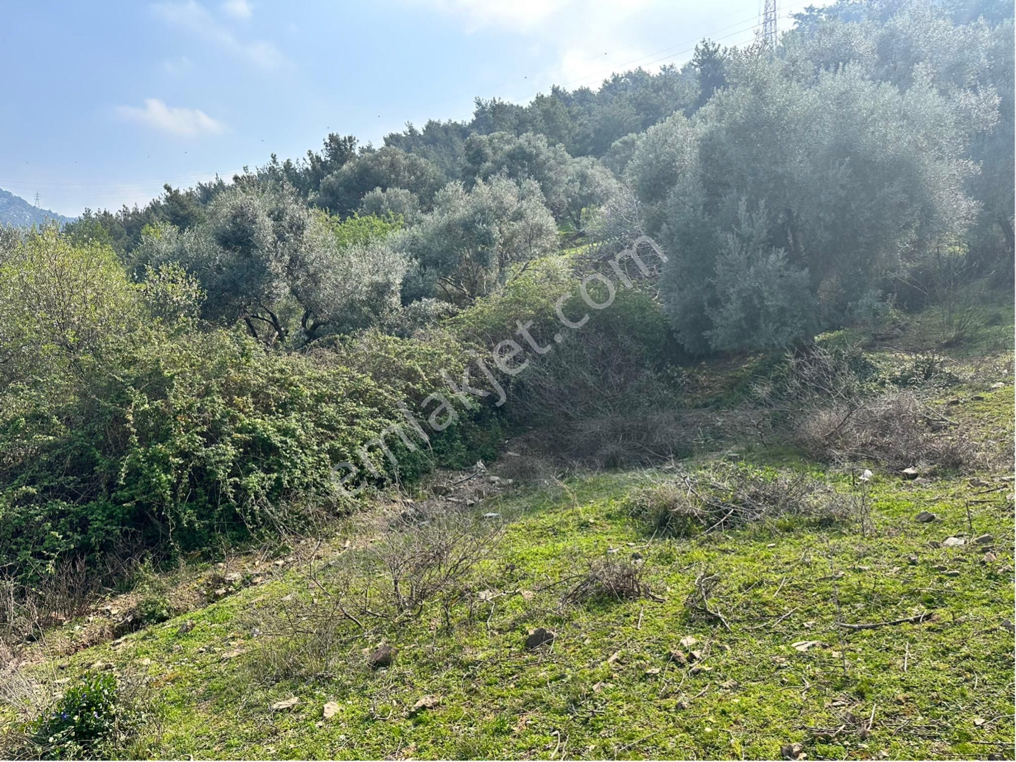 Kaya Termal Otel Yanı, Deniz Man. 4.507 M2 Yatırımlık Zeytinlik - Görsel 22