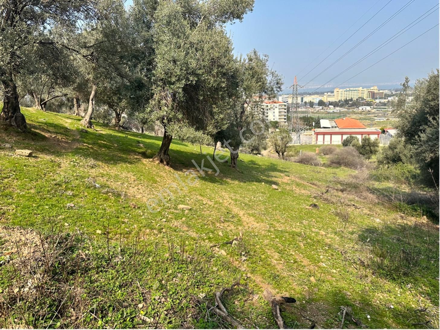 Kaya Termal Otel Yanı, Deniz Man. 4.507 M2 Yatırımlık Zeytinlik - Görsel 14