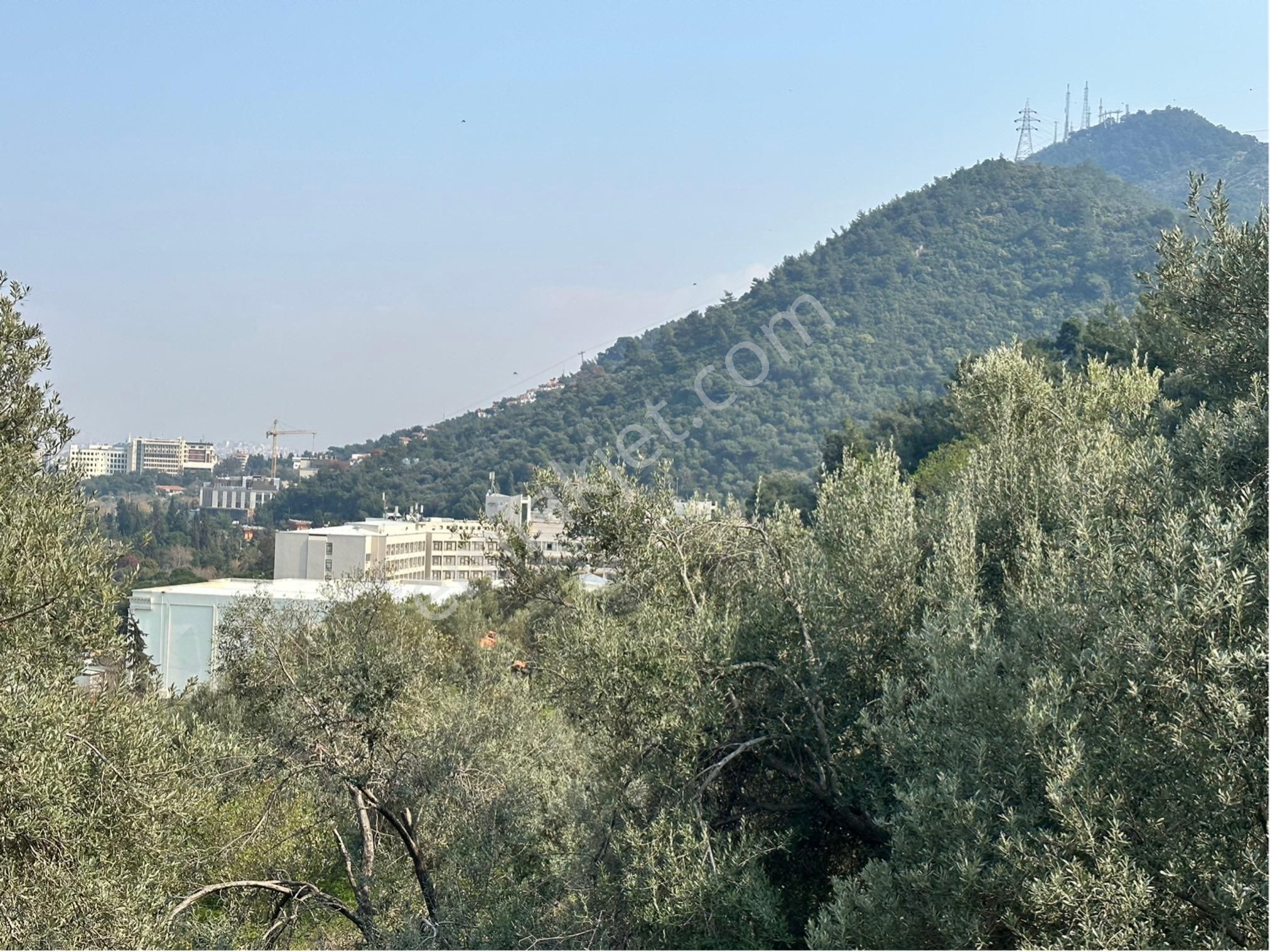 Kaya Termal Otel Yanı, Deniz Man. 4.507 M2 Yatırımlık Zeytinlik - Görsel 9