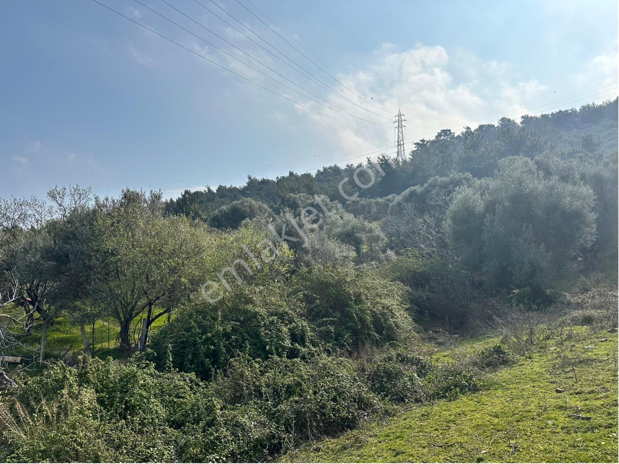 Kaya Termal Otel Yanı, Deniz Man. 4.507 M2 Yatırımlık Zeytinlik - Görsel 8