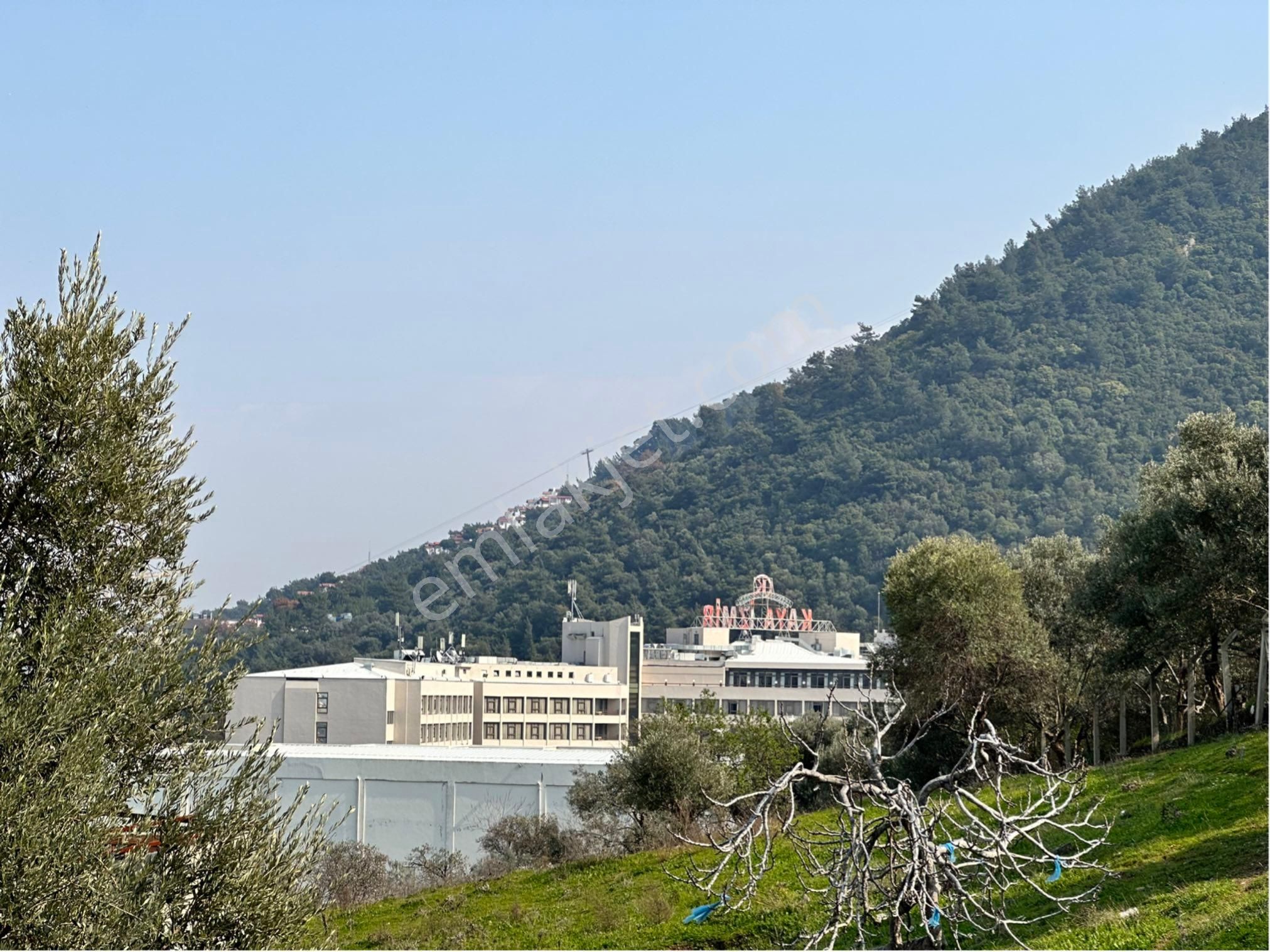Kaya Termal Otel Yanı, Deniz Man. 4.507 M2 Yatırımlık Zeytinlik - Görsel 6