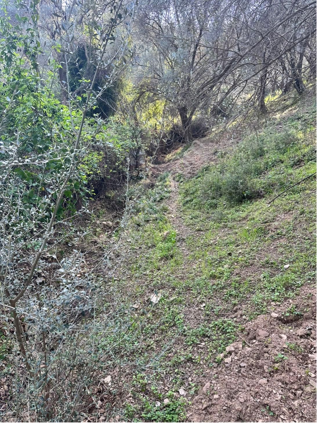 Kaya Termal Otel Yanı, Deniz Man. 4.507 M2 Yatırımlık Zeytinlik - Görsel 15