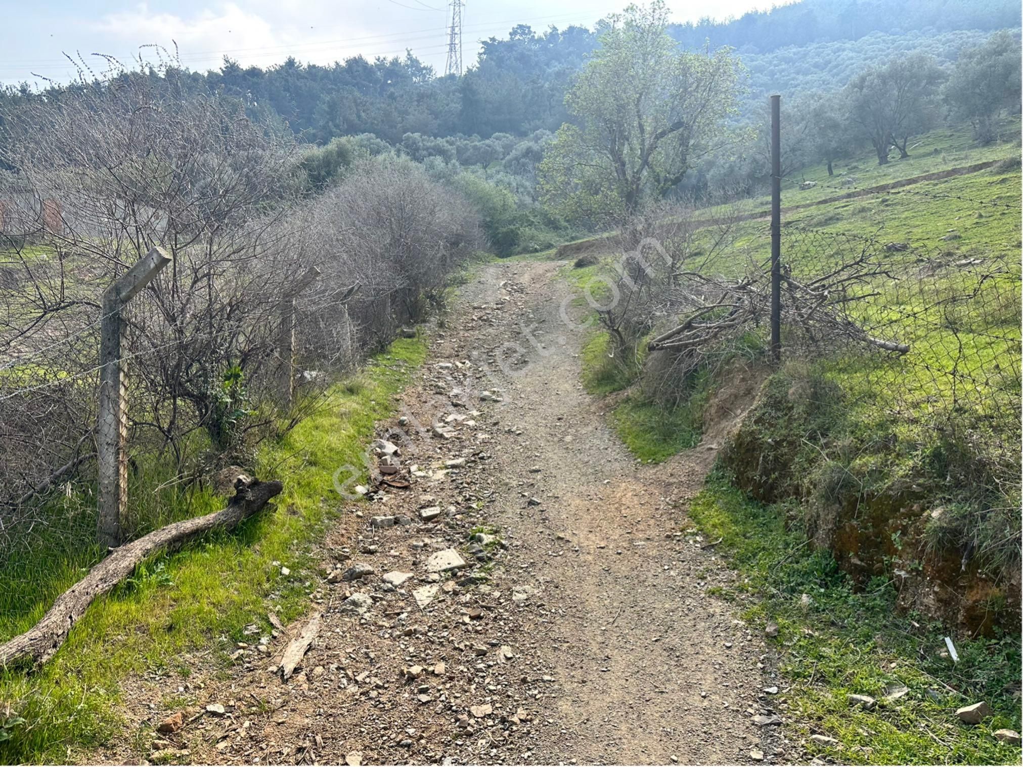 Kaya Termal Otel Yanı, Deniz Man. 4.507 M2 Yatırımlık Zeytinlik - Görsel 24