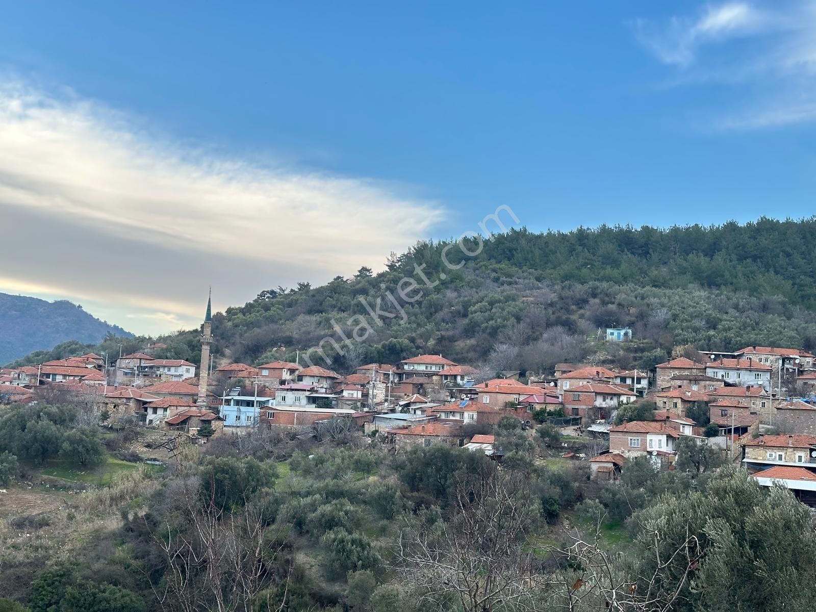 Manisa Soma Pirahmette Tek Tapu Satılık Zeytinlik - Görsel 4