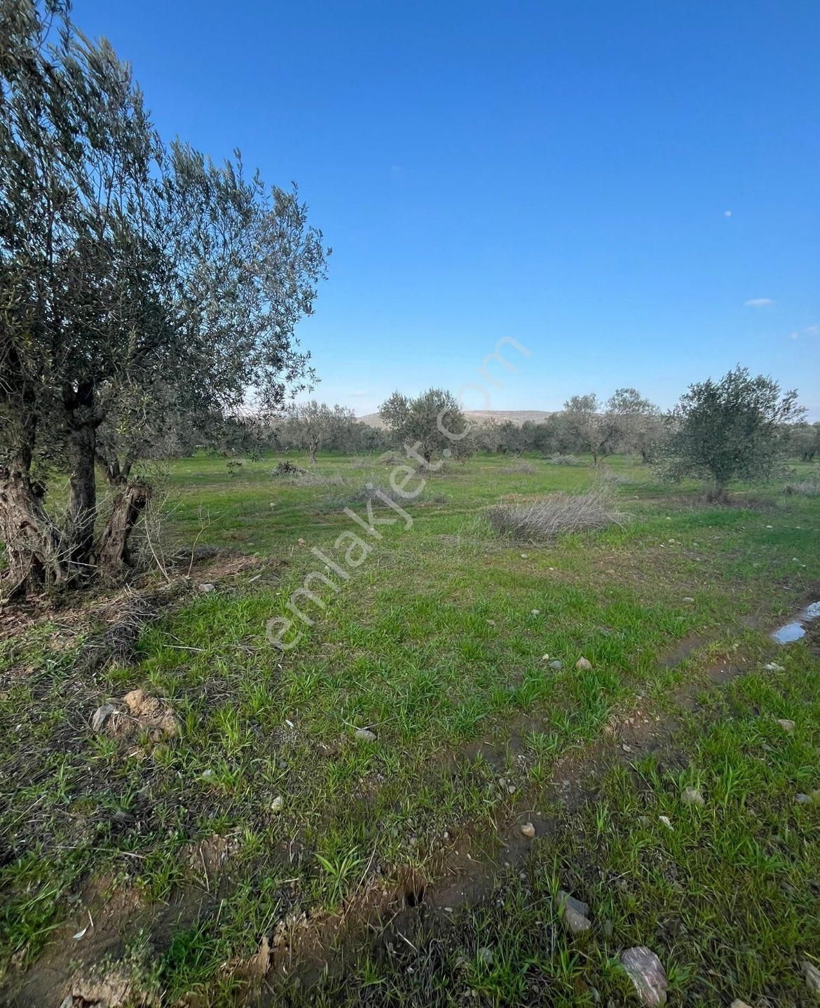 Saruhanlı Alibeyli Satılık Tarla Manisa Saruhanlı Alibeyli’de Satılık Mükemmel Tarla 🌳