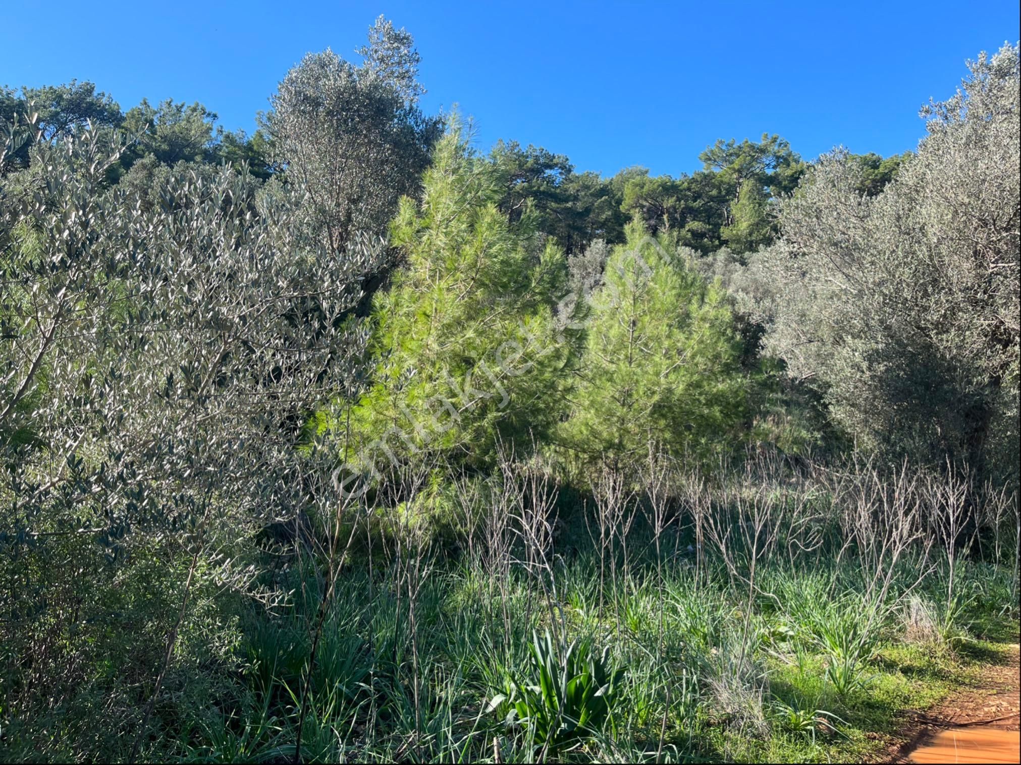 Karaöz’de Satılık 2300 Mt2 Muhteşem Parsel - Görsel 8