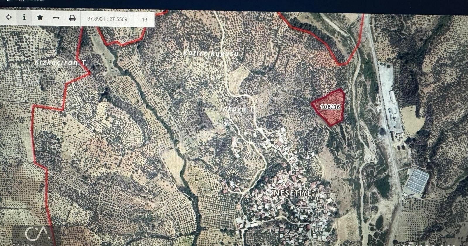 Aydın Germencik Neşetiye 11140 M2 Zeytinlik Satılık - Görsel 5