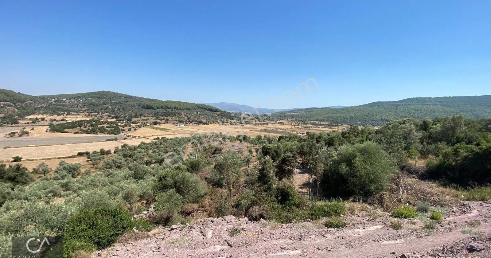 Milas Bodrum Yolunda Meşelik Mh İmarlı 20 İla 25 Villa Yapmaya Uygun Zeytinlik - Görsel 10