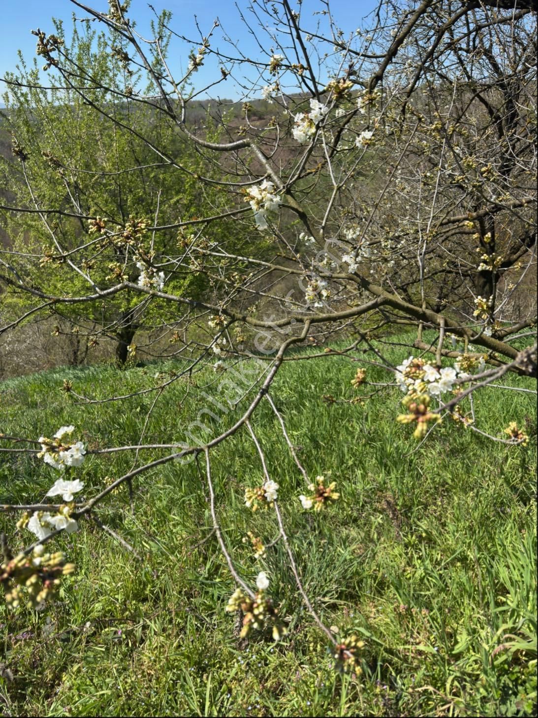 Kocaeli Kartepe Avluburun Köyünde 7.784 M2 Tarla - Görsel 2