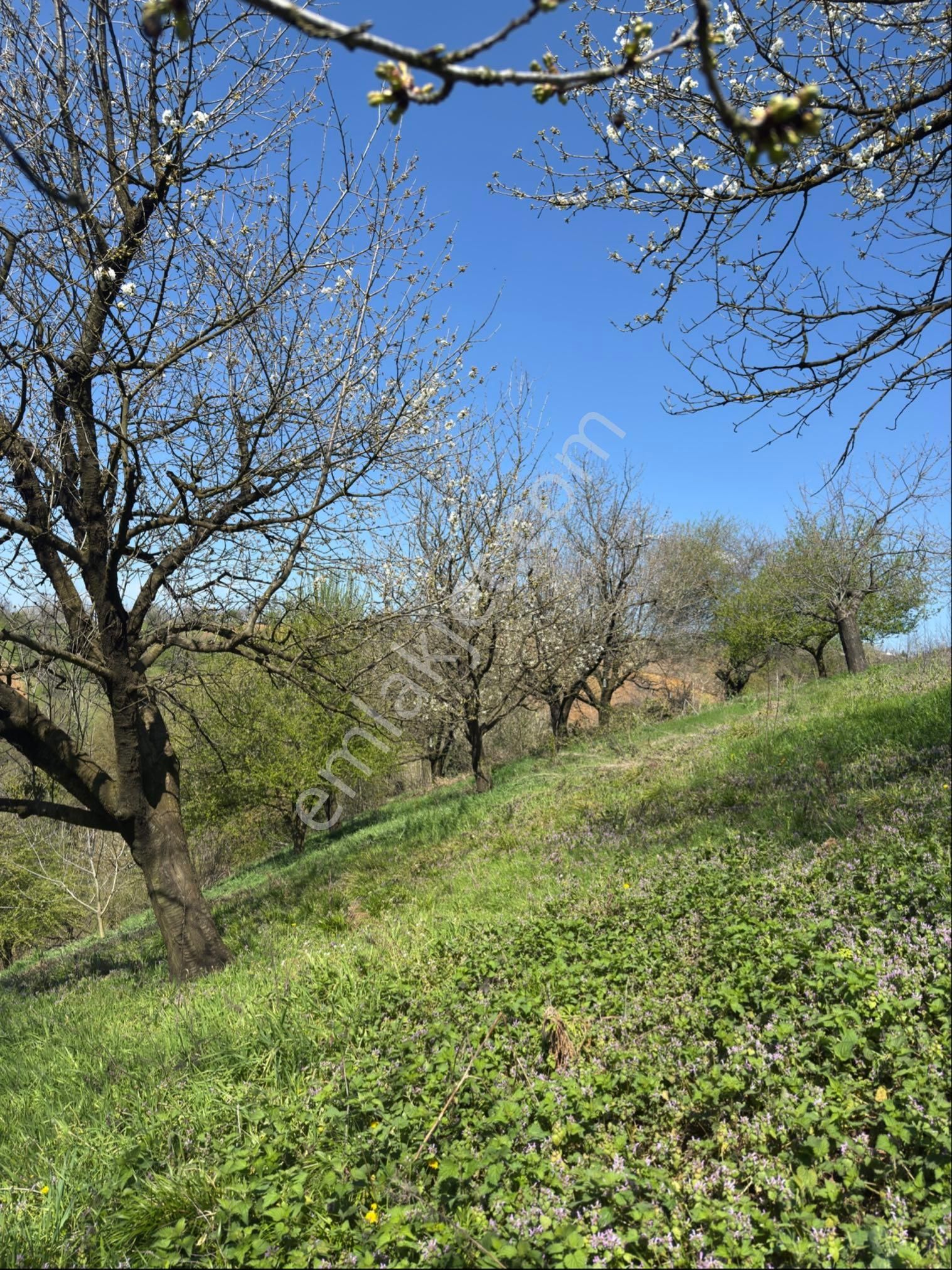 Kocaeli Kartepe Avluburun Köyünde 7.784 M2 Tarla - Görsel 6