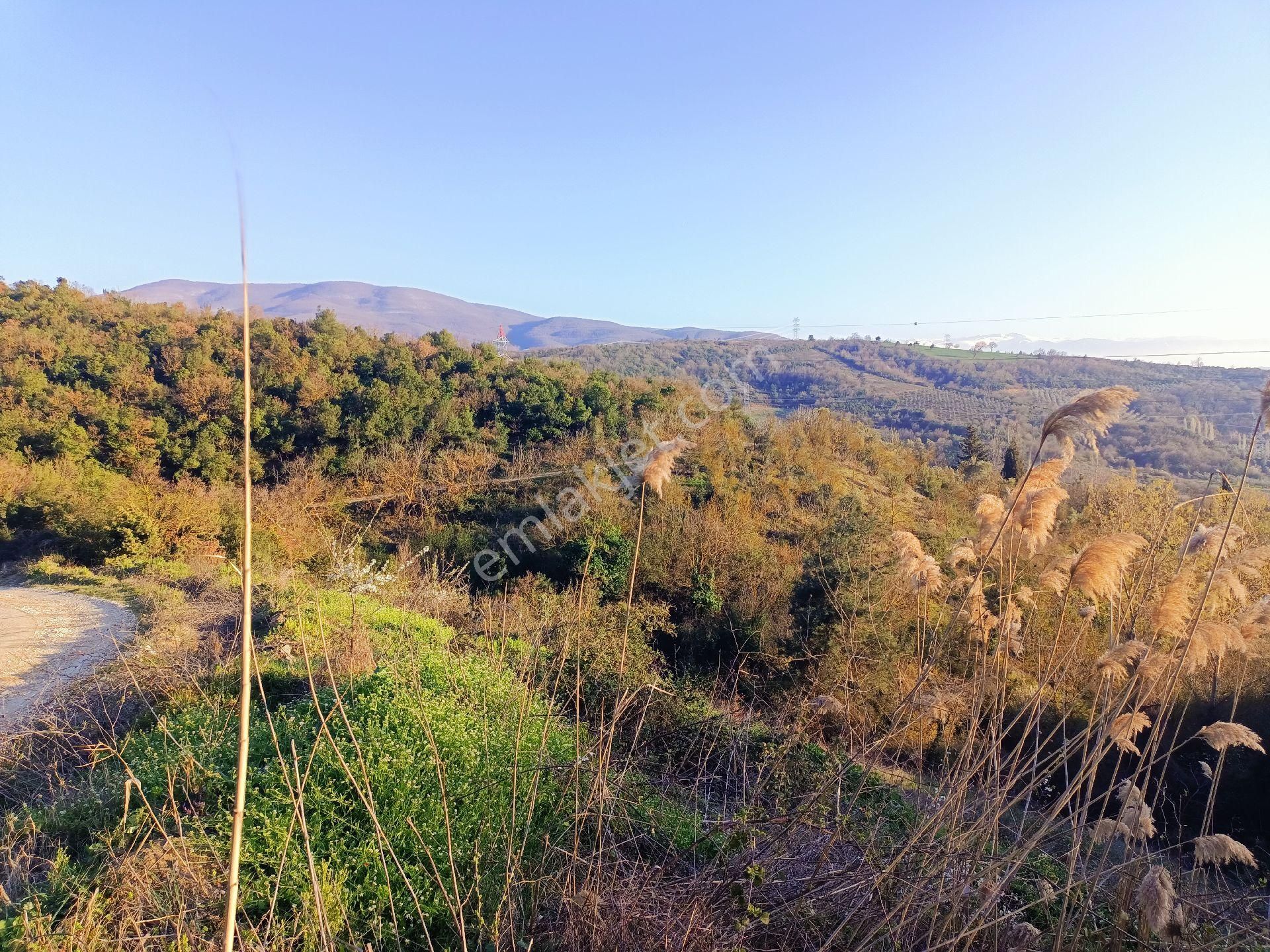 Alpasalan Emlak. 4515m2 Yol Kenarı Su İmkanlı Tarla - Görsel 6