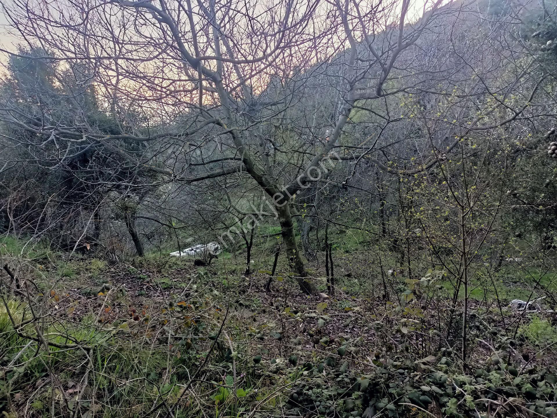 Alpasalan Emlak. 4515m2 Yol Kenarı Su İmkanlı Tarla - Görsel 9