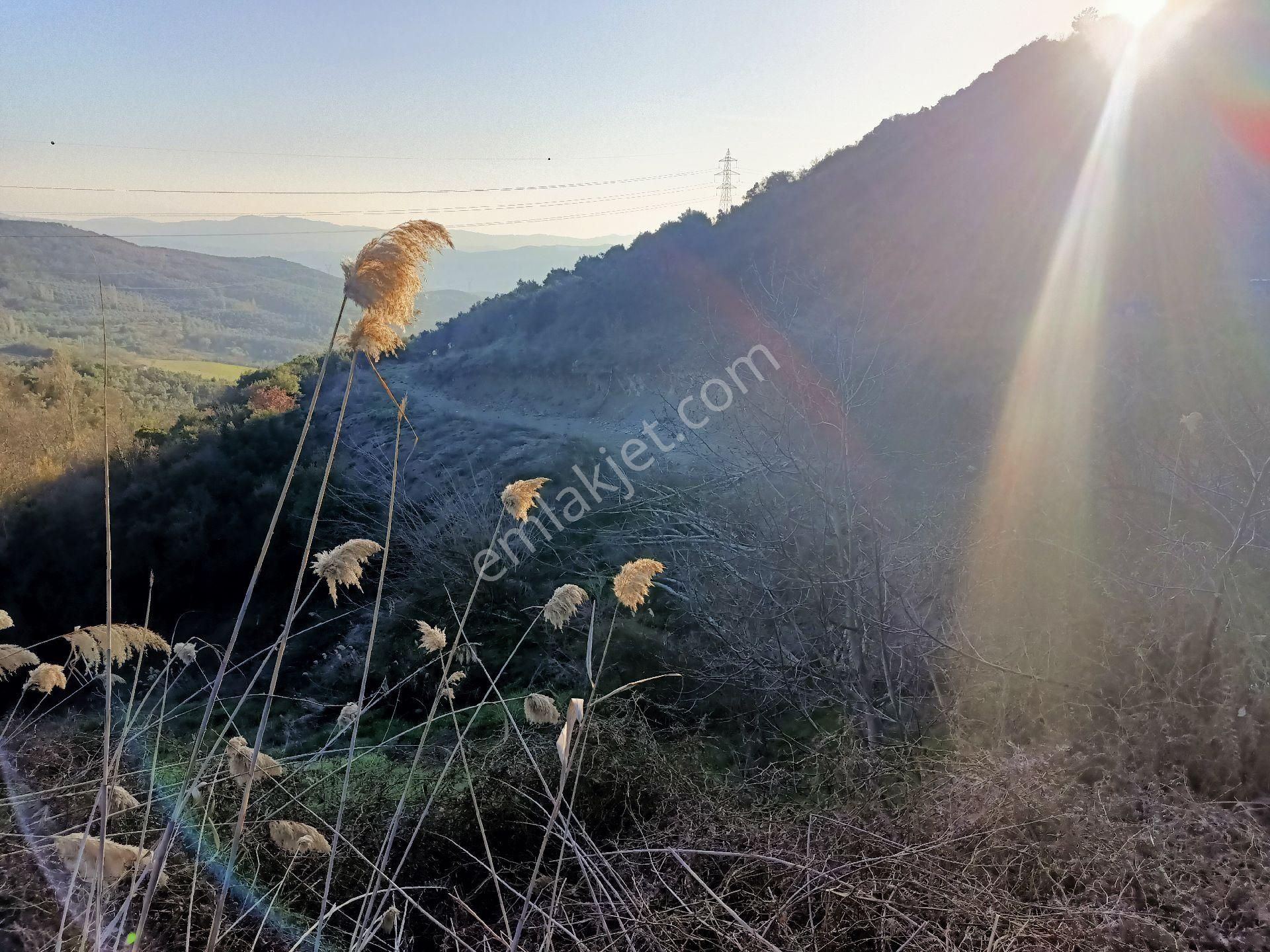 Alpasalan Emlak. 4515m2 Yol Kenarı Su İmkanlı Tarla - Görsel 8