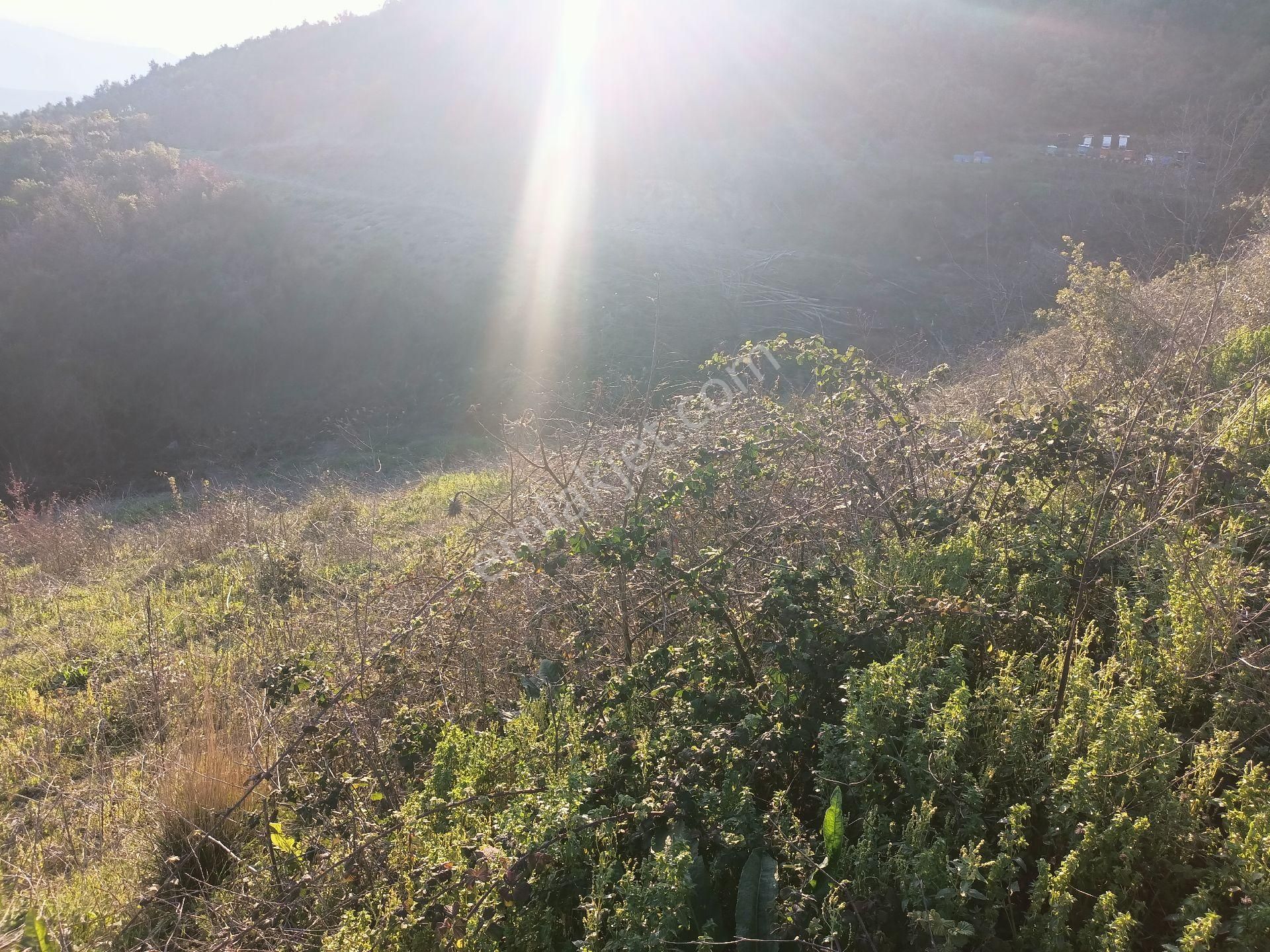 Alpasalan Emlak. 4515m2 Yol Kenarı Su İmkanlı Tarla - Görsel 4