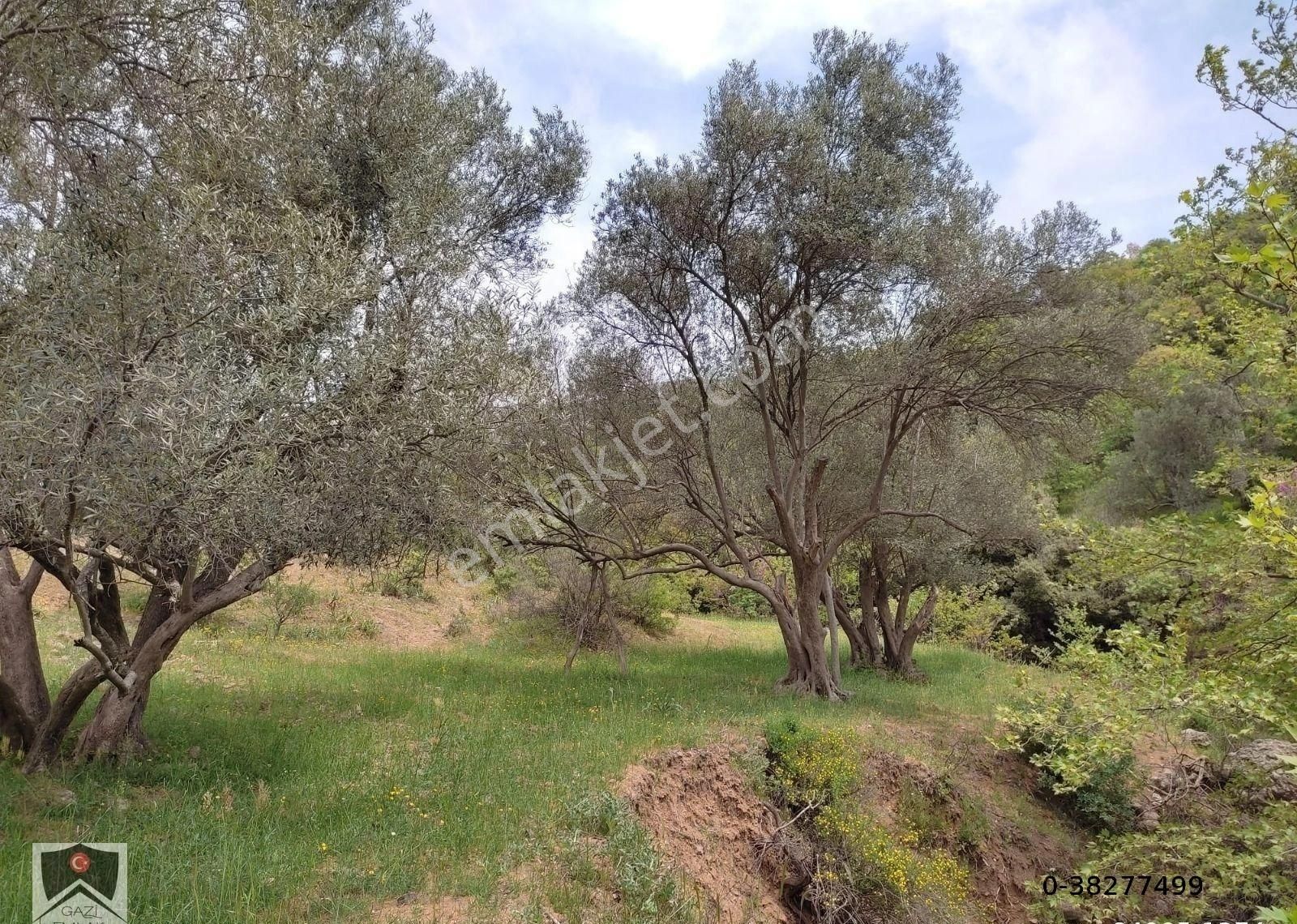 İzmir Bergama Durmuşlar Mah 500 M2 Zeytinli Hobi Bahçesi Alıcısını Bekler - Görsel 2