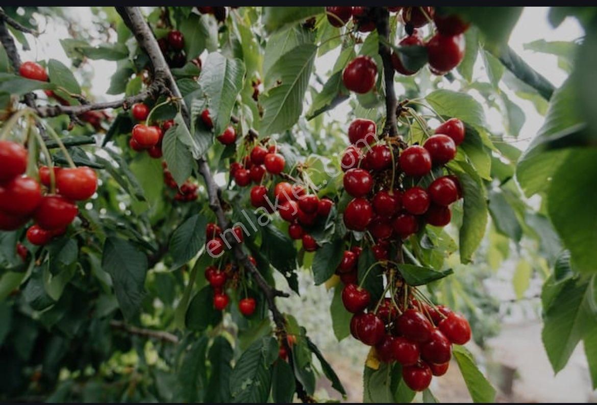 Toroslar Değnek Satılık Bağ & Bahçe Satılık Karışık Meyve Bahçesi