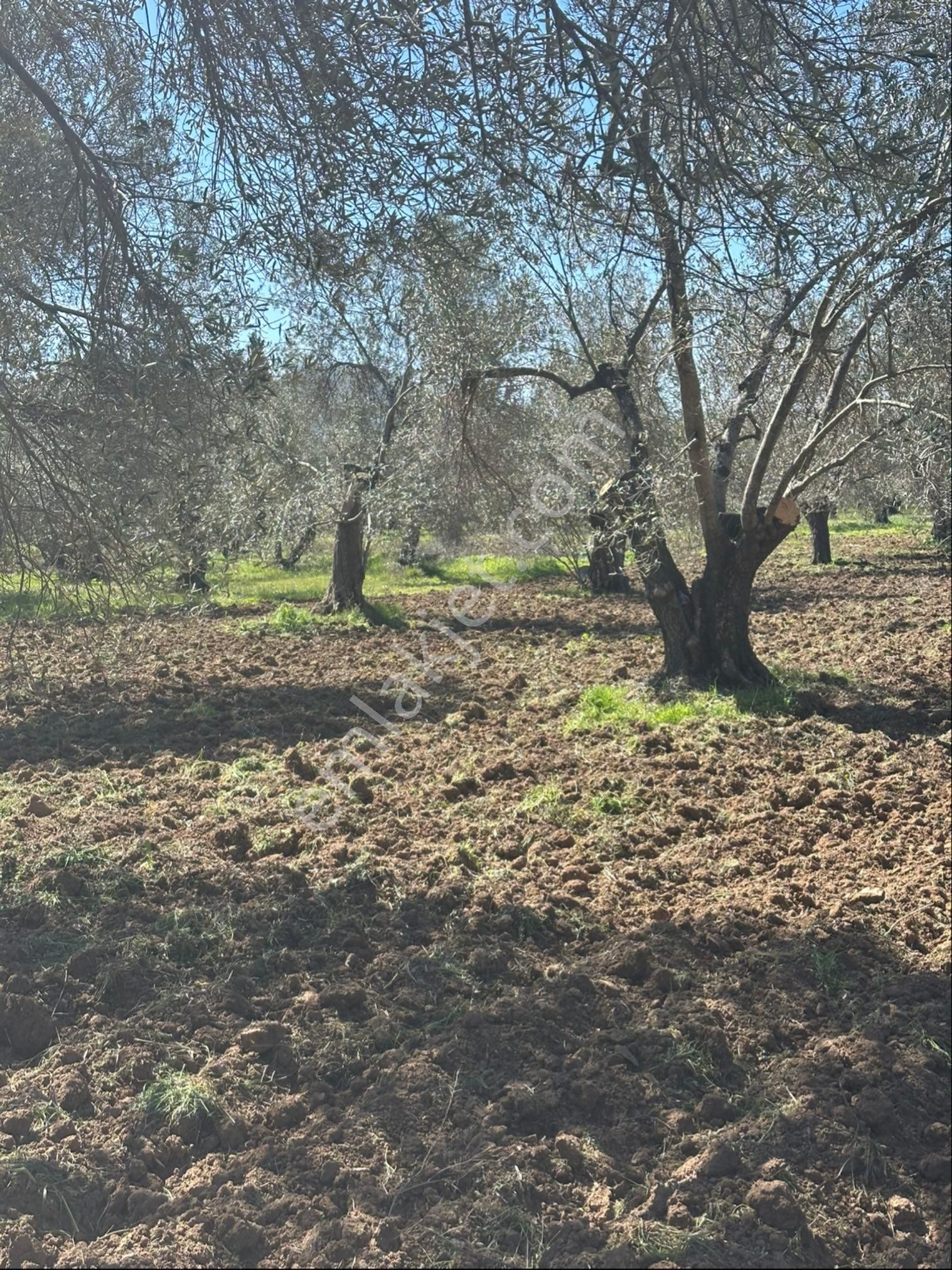 Burhaniye Kızıklı Satılık Bağ & Bahçe Burhaniye Kızıklı Mahallesinde Satılık Fırsat Zeytınlik