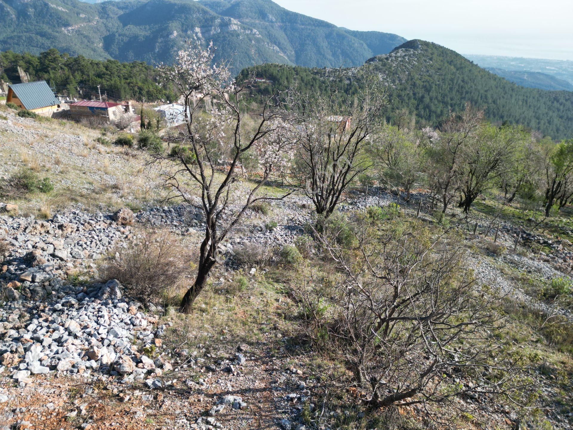 Alanya Bademağacı Köyünde Köyiçi İmarlı Mükemmel Manzaralı Satılık 3650 Metrekare Tarla. - Görsel 32