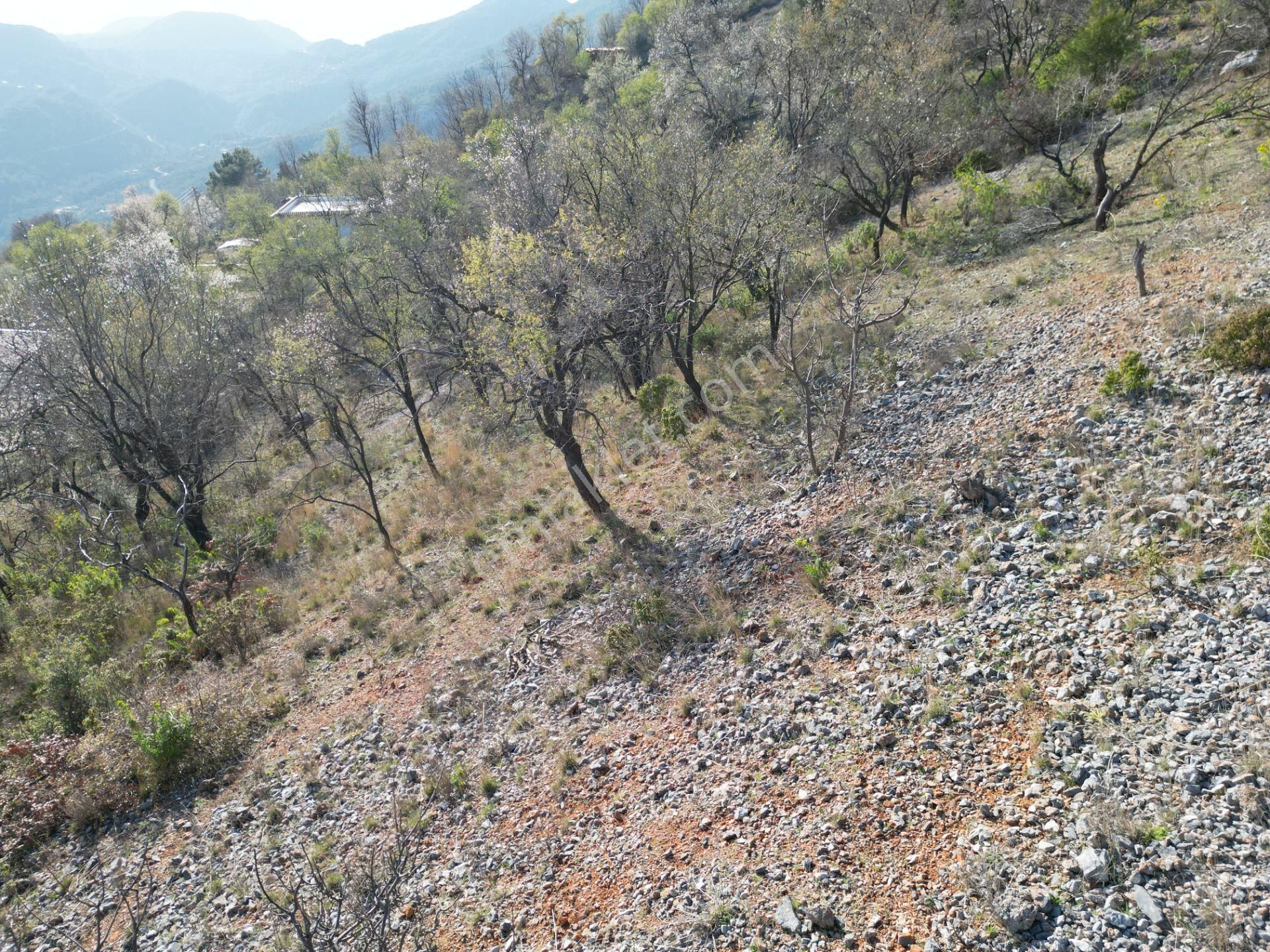 Alanya Bademağacı Köyünde Köyiçi İmarlı Mükemmel Manzaralı Satılık 3650 Metrekare Tarla. - Görsel 33