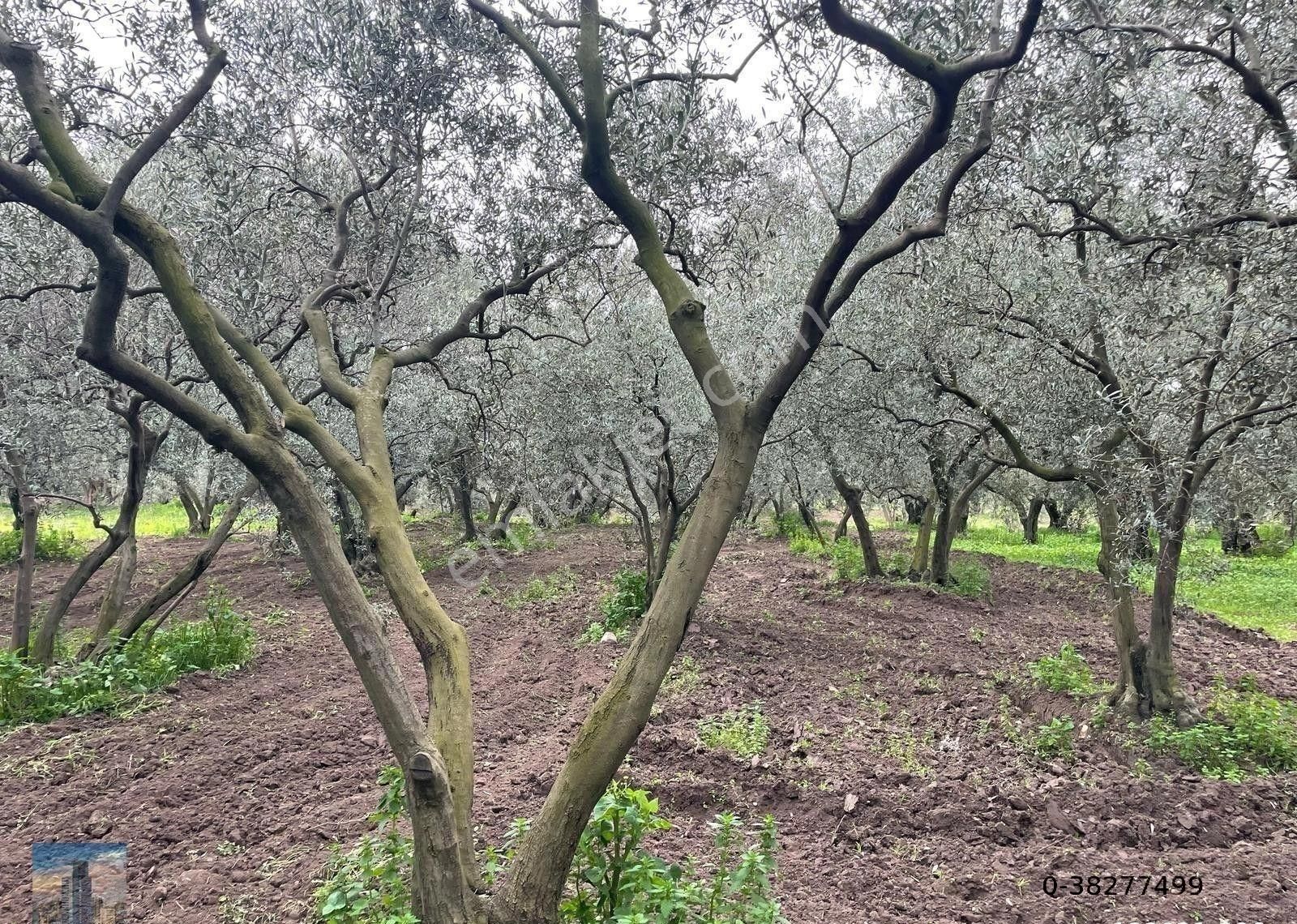 Erdek Belkıs Satılık Zeytinlik S1013 Ayhan Gezer'den Erdek Yukarıyapıcı Mh Satılık Zeytinlik