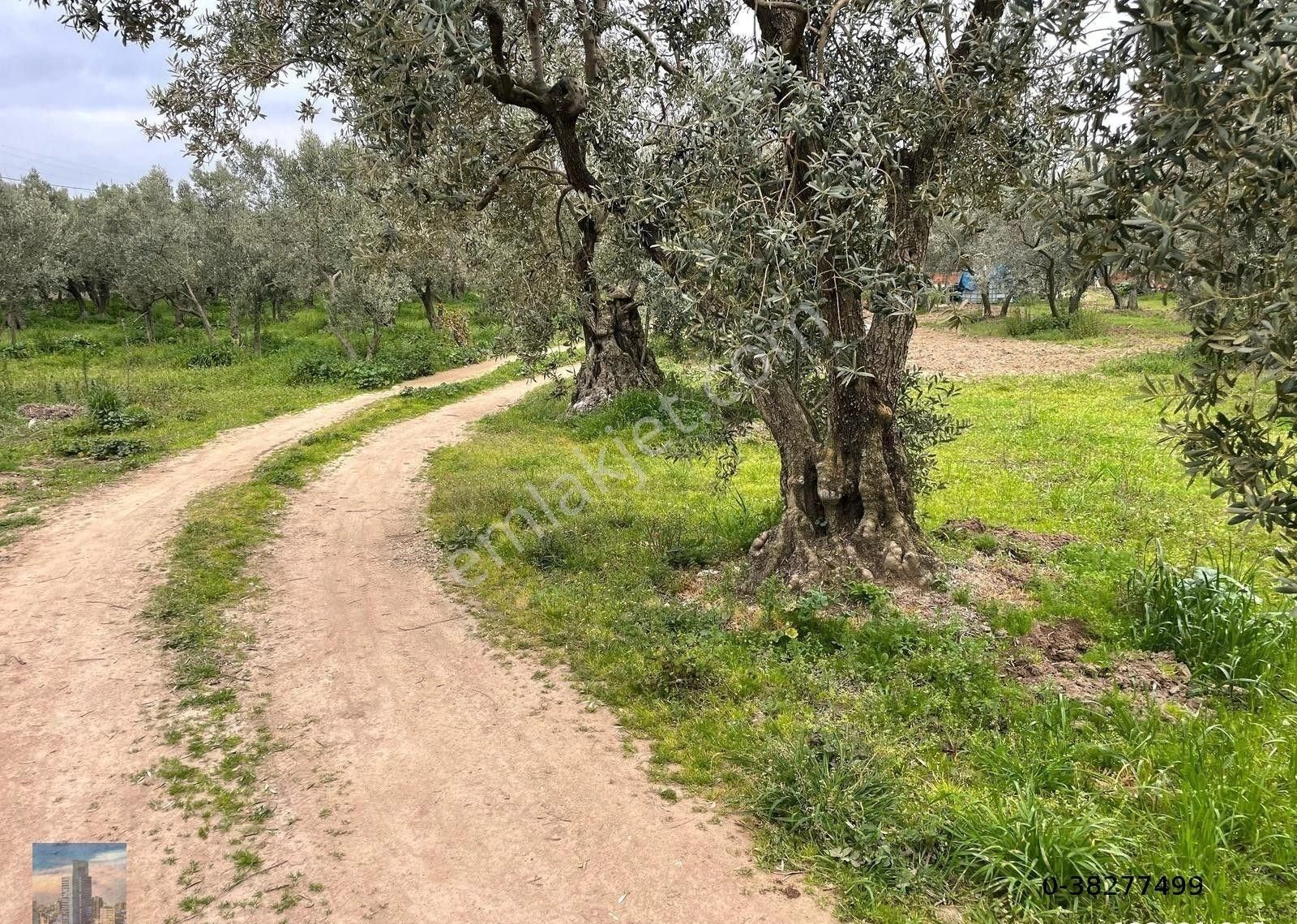 Erdek Belkıs Satılık Zeytinlik S1012 Ayhan Gezer'den Erdek Yukarıyapıcı Mh Satılık Zeytinlik