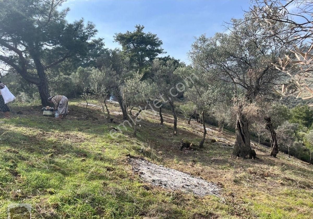 İzmir Bayındır Ergenli Satılık Baraj Kenarı Zeytinlik - Görsel 17