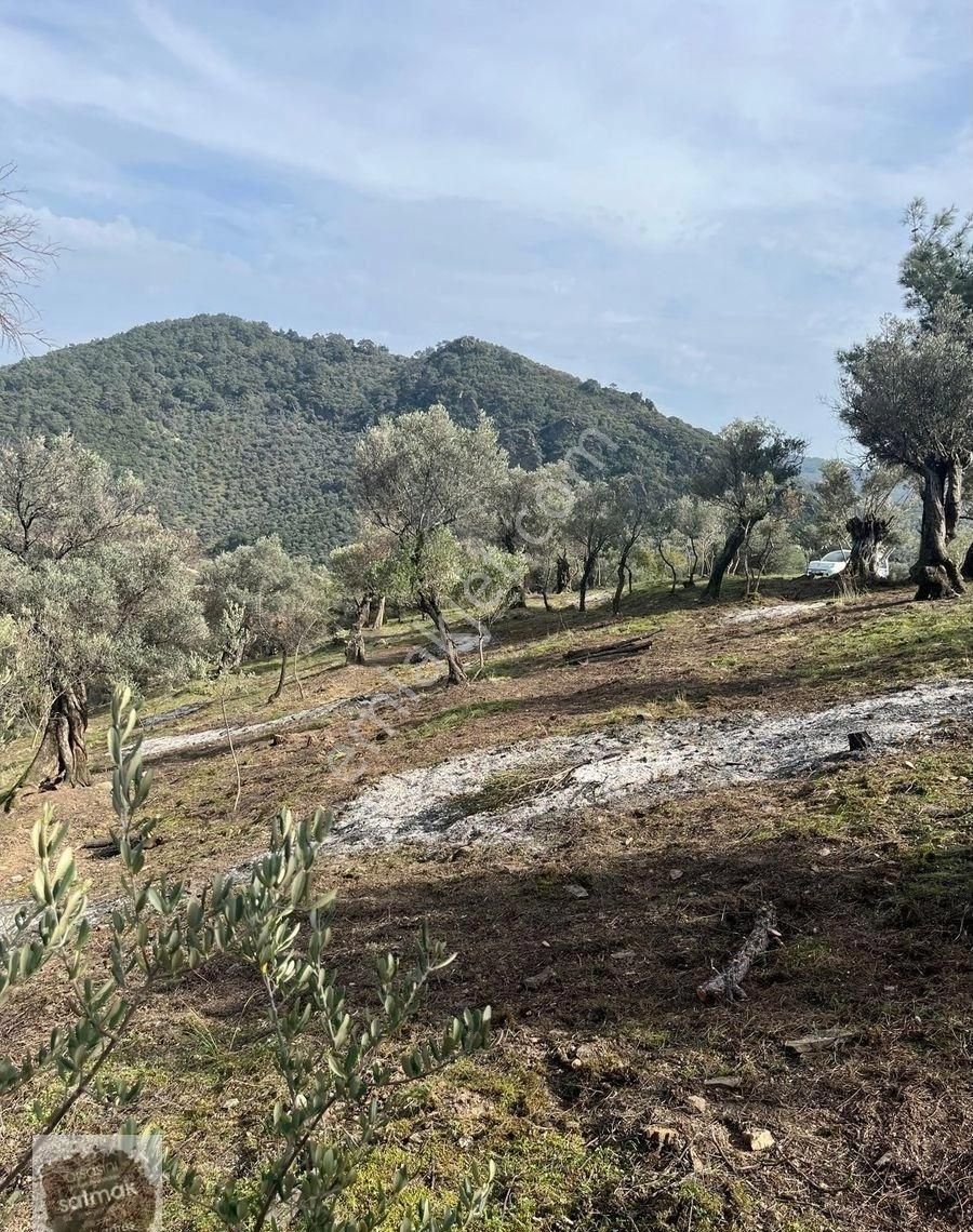 İzmir Bayındır Ergenli Satılık Baraj Kenarı Zeytinlik - Görsel 6