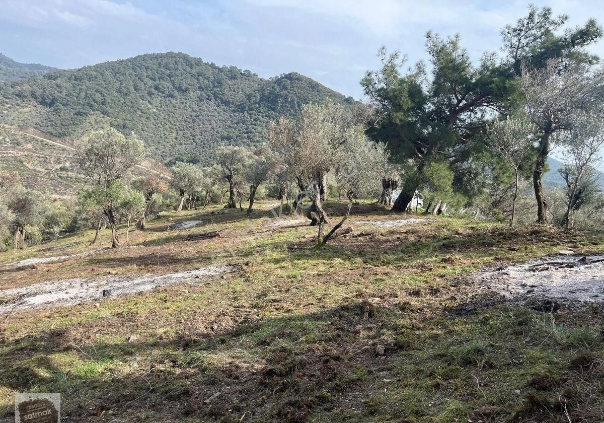 İzmir Bayındır Ergenli Satılık Baraj Kenarı Zeytinlik - Görsel 3