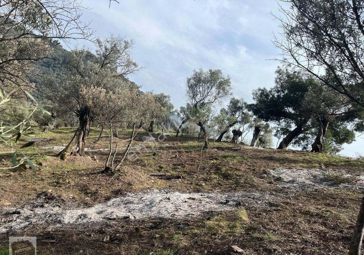İzmir Bayındır Ergenli Satılık Baraj Kenarı Zeytinlik - Görsel 15