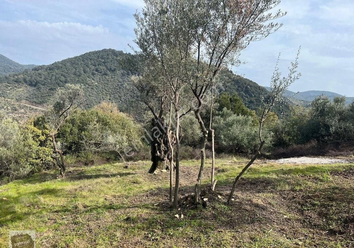 İzmir Bayındır Ergenli Satılık Baraj Kenarı Zeytinlik - Görsel 2