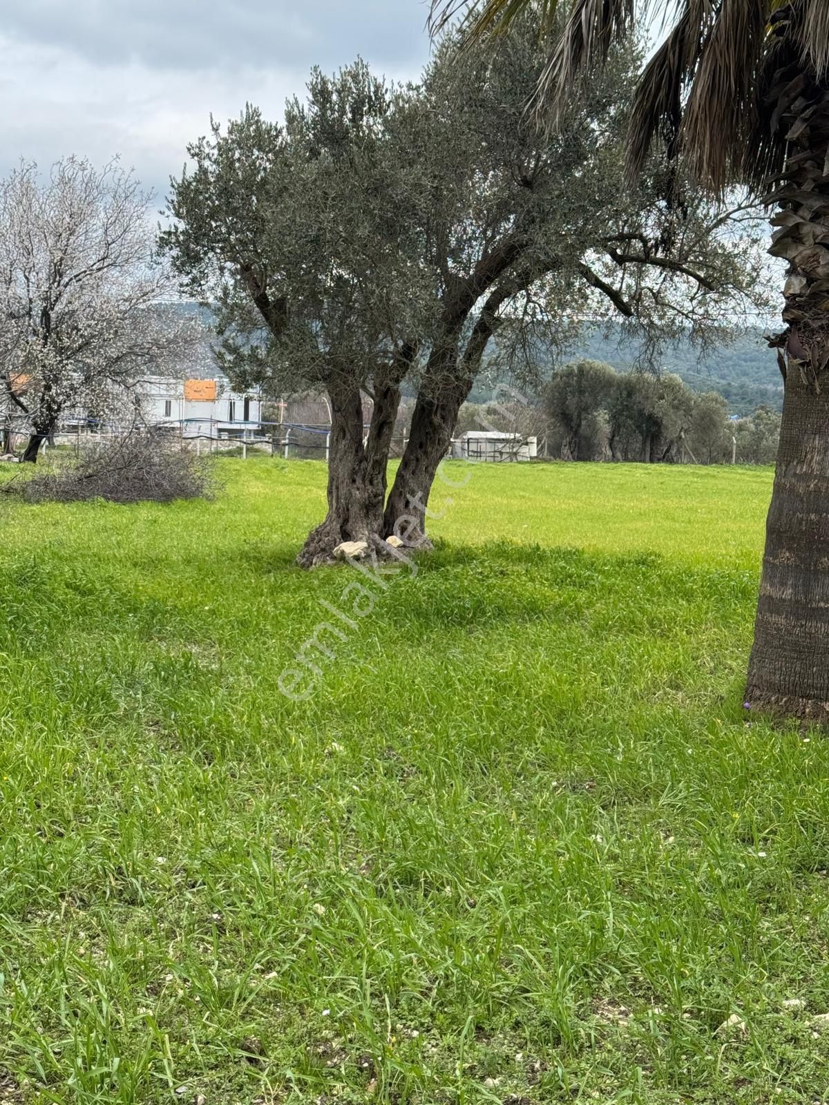 Kuşçularova Mevkiin De İmar Sınırında Tarla - Görsel 8