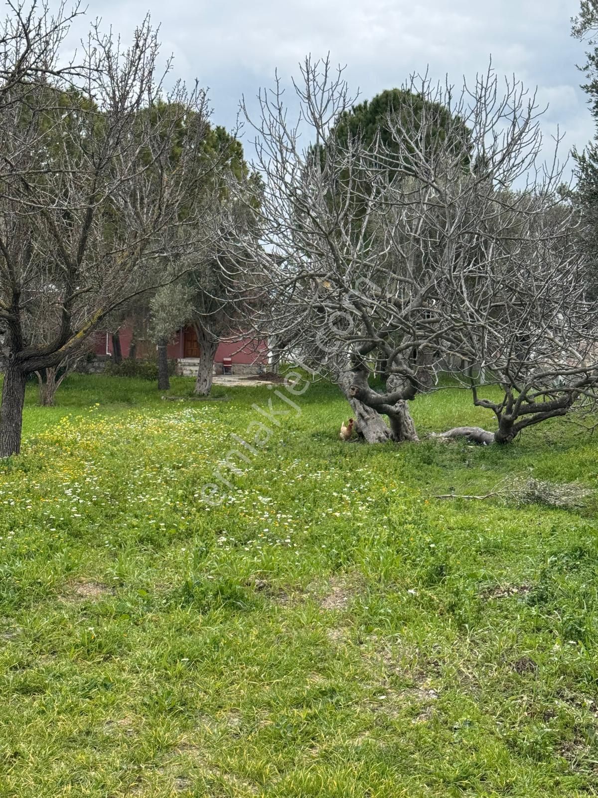 Kuşçularova Mevkiin De İmar Sınırında Tarla - Görsel 12