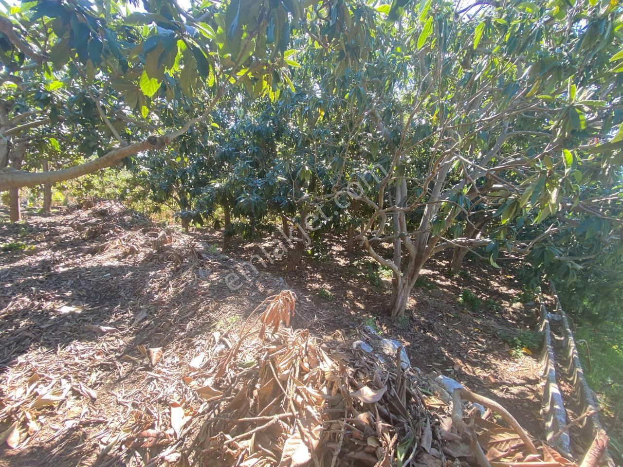 Cikcilli'de Kale Deniz Manzaralı Muşmula & Hobi Bahçesi - Görsel 2