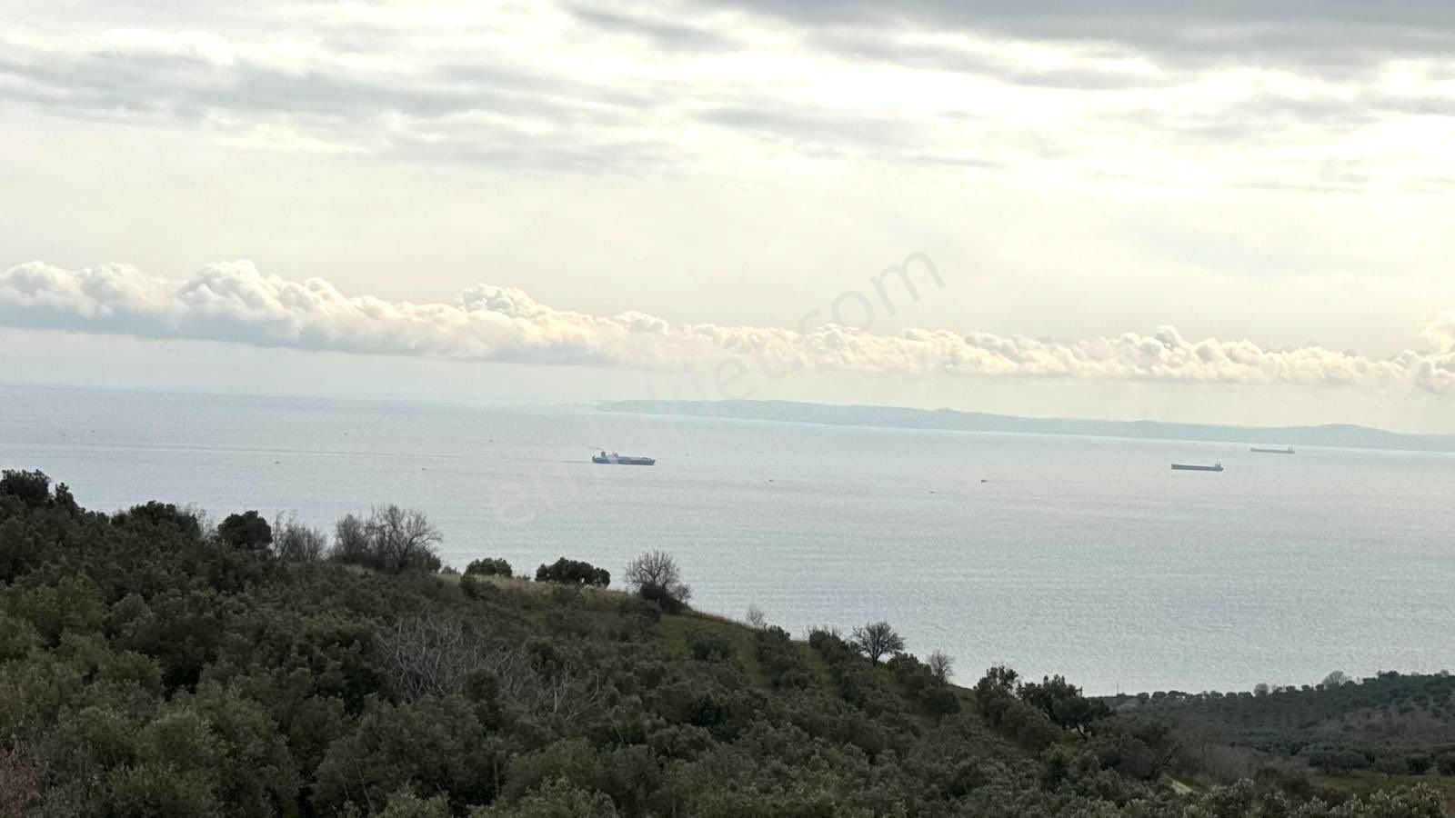 Şarköy Çınarlı Satılık Bağ & Bahçe Deniz Manzararı, Resmi Yola Cephe Süper Zeytinlik