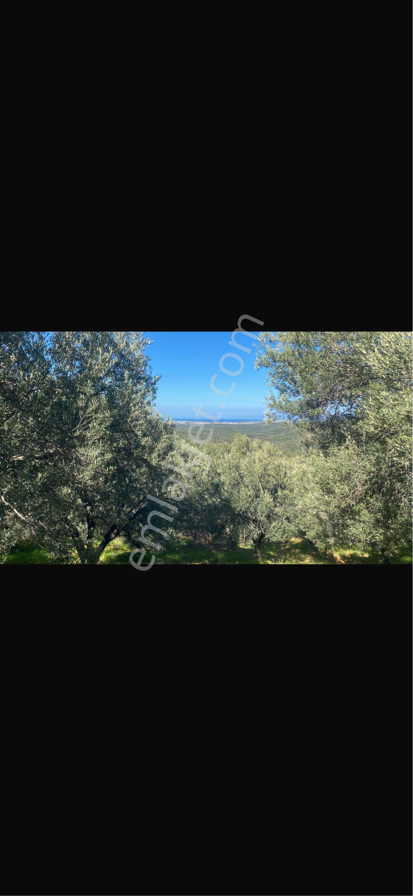 Satılık Zeytinlik - Görsel 3