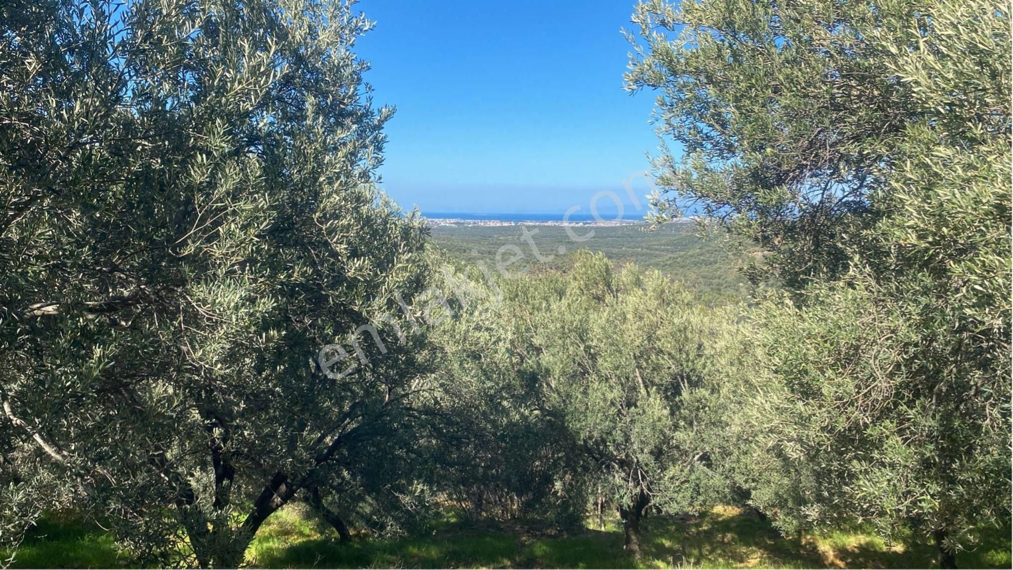 Satılık Zeytinlik - Görsel 8