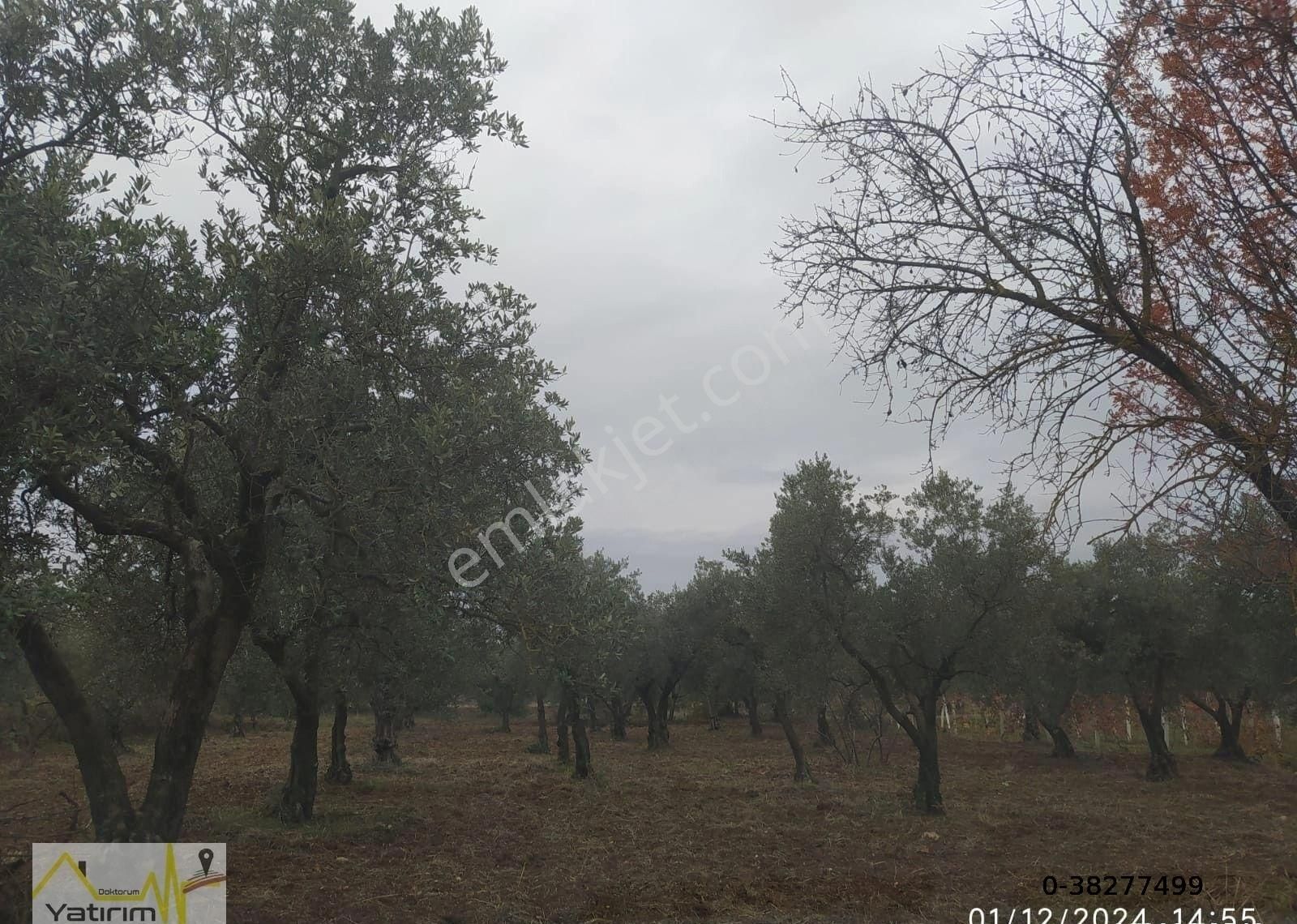 Bursa Karacabey Çavuş Mahallesinde 1550 M2 Satılık Arazi - Görsel 3