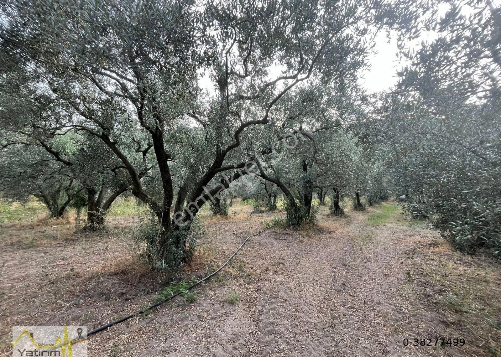 Erdek Doğanlar Mah. 7.398 M2 Oluşan Satılık Arazi - Görsel 5