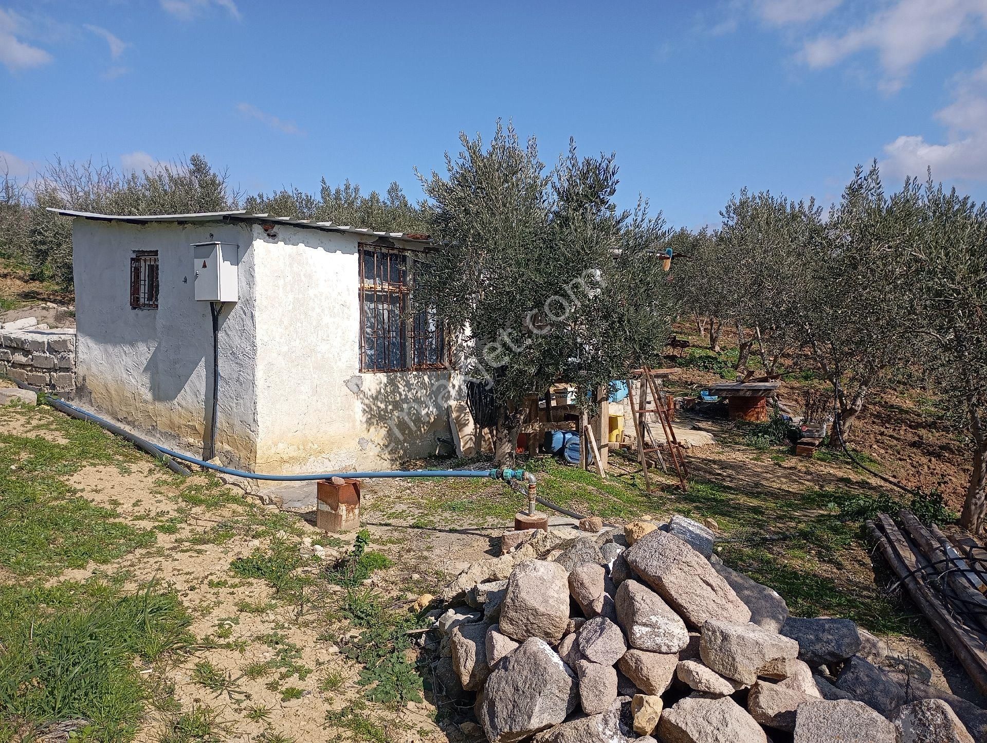 Elit Emlaktan Satılık Bergamaya Yakın İçinde Ev Olan Zeytinlik - Görsel 23