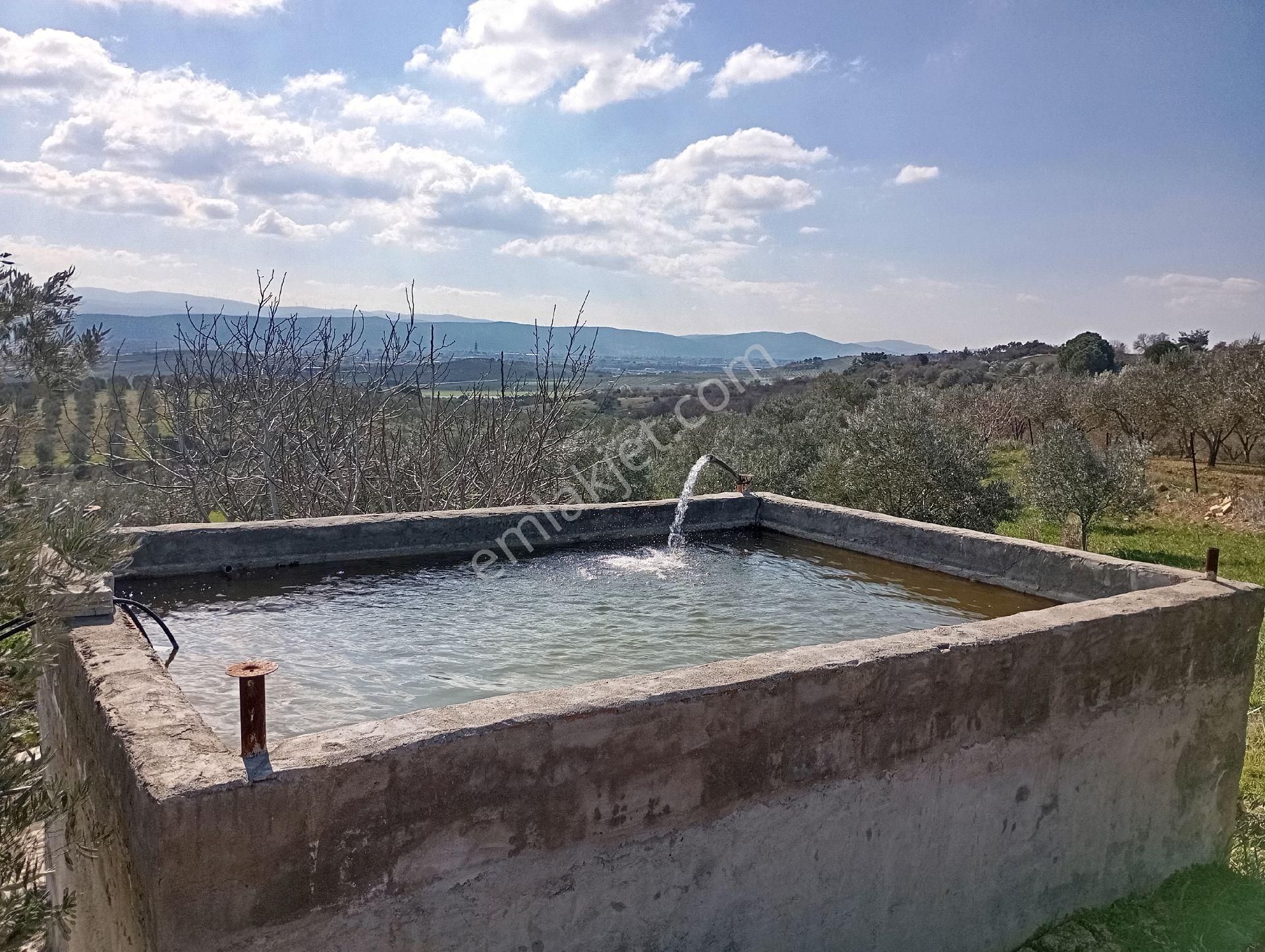 Elit Emlaktan Satılık Bergamaya Yakın İçinde Ev Olan Zeytinlik - Görsel 17