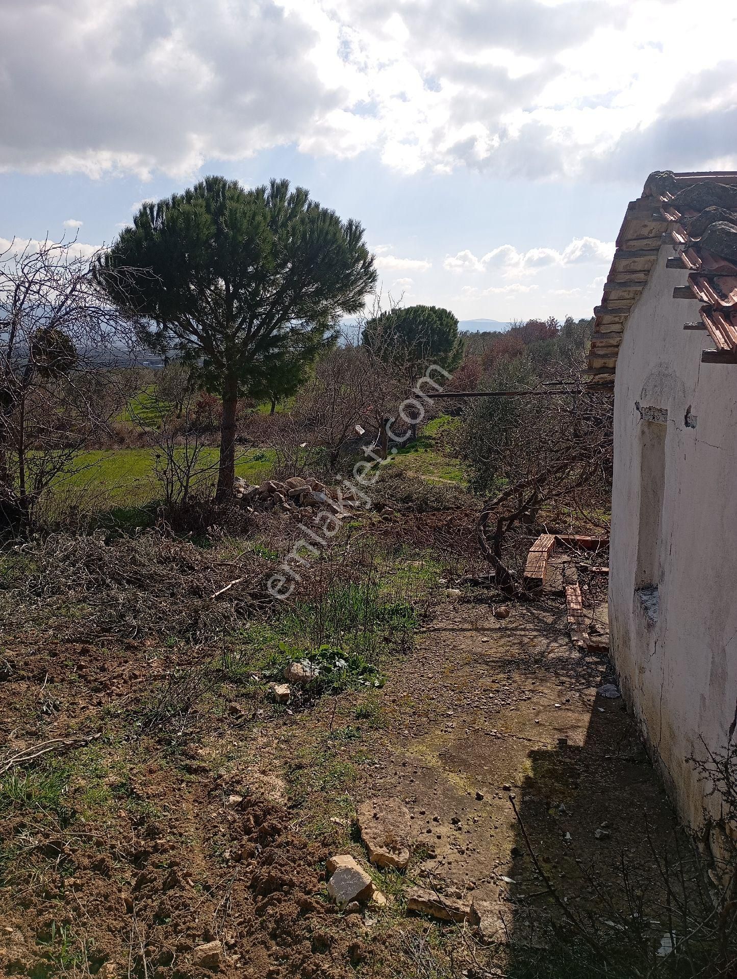 Elit Emlaktan Satılık Bergamaya Yakın İçinde Ev Olan Zeytinlik - Görsel 3