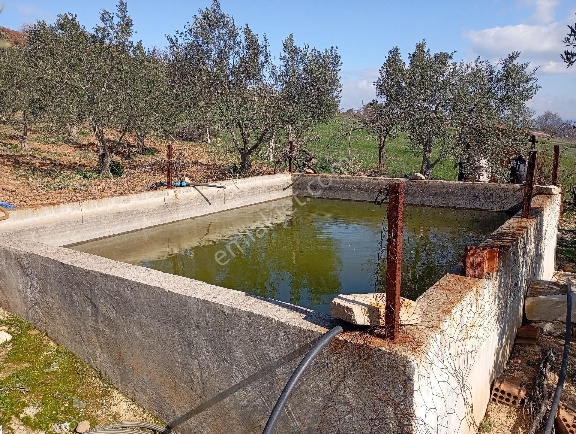 Elit Emlaktan Satılık Bergamaya Yakın İçinde Ev Olan Zeytinlik - Görsel 25