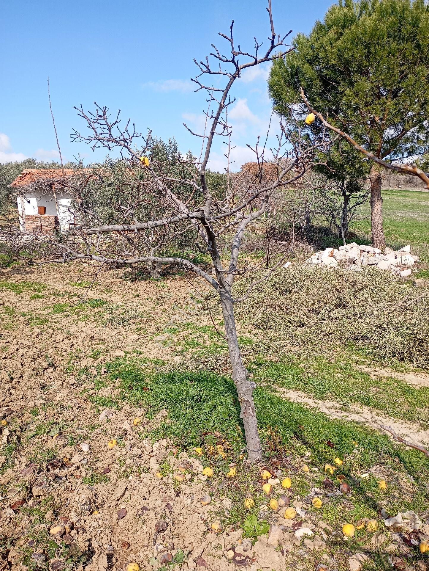 Elit Emlaktan Satılık Bergamaya Yakın İçinde Ev Olan Zeytinlik - Görsel 6
