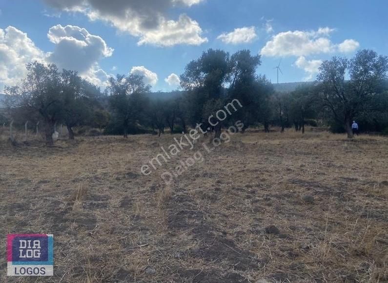 Urla Zeytinelinde 5.124 M2 Satılık Tarla