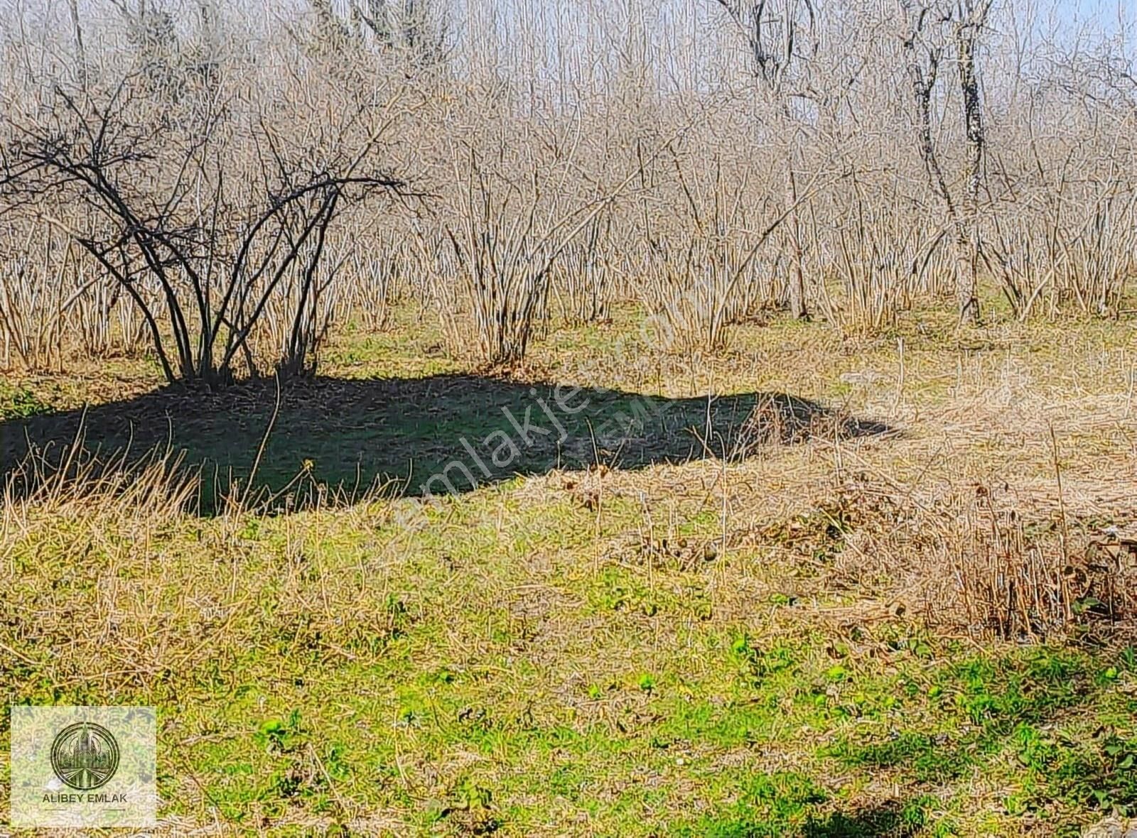 Alibey'den Termede Meraya Cephe 15 Dönüm İçinde Çiftlik Evi - Görsel 10