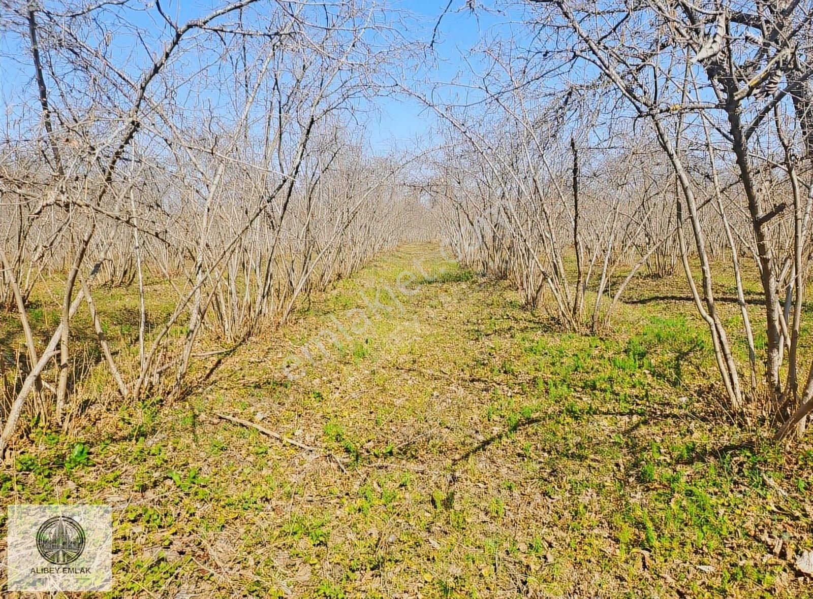Alibey'den Termede Meraya Cephe 15 Dönüm İçinde Çiftlik Evi - Görsel 26