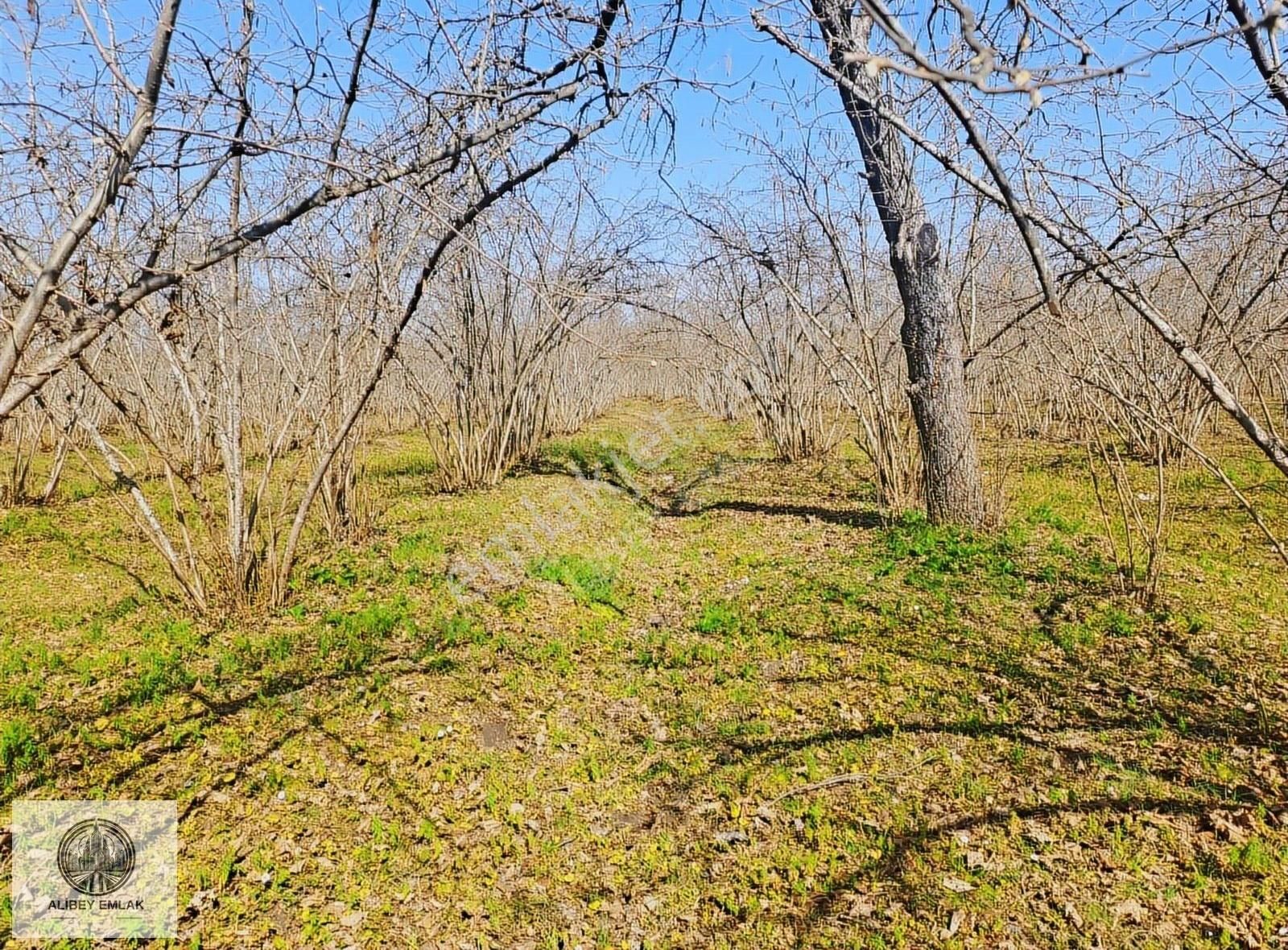 Alibey'den Termede Meraya Cephe 15 Dönüm İçinde Çiftlik Evi - Görsel 4