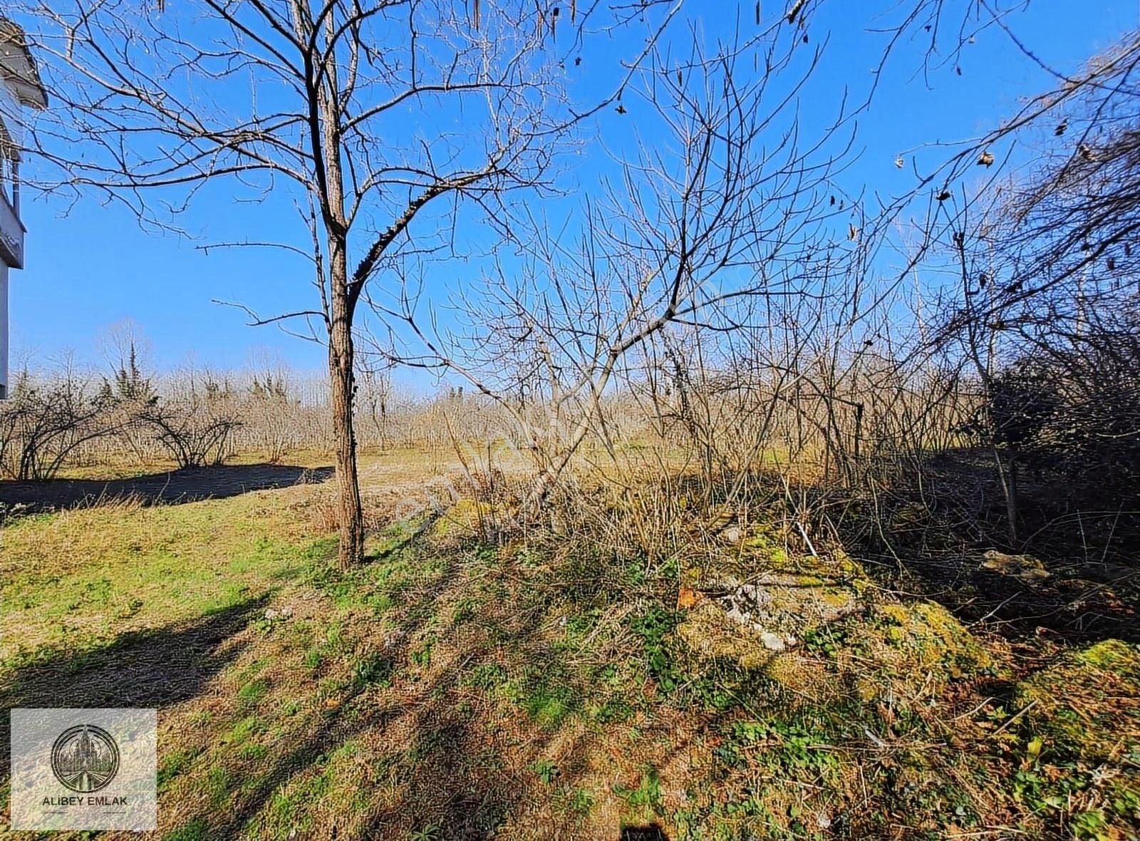 Alibey'den Termede Meraya Cephe 15 Dönüm İçinde Çiftlik Evi - Görsel 25