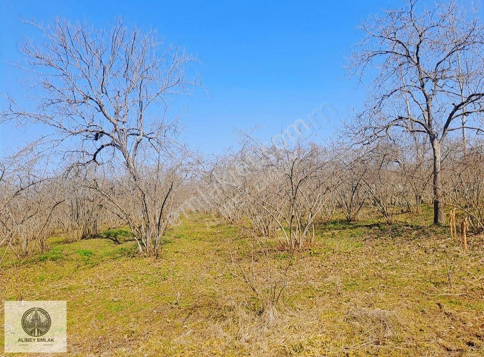 Alibey'den Termede Meraya Cephe 15 Dönüm İçinde Çiftlik Evi - Görsel 21